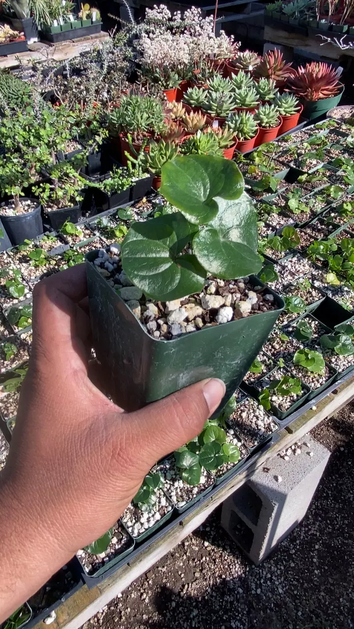 plant/dioscorea elephantipes-0