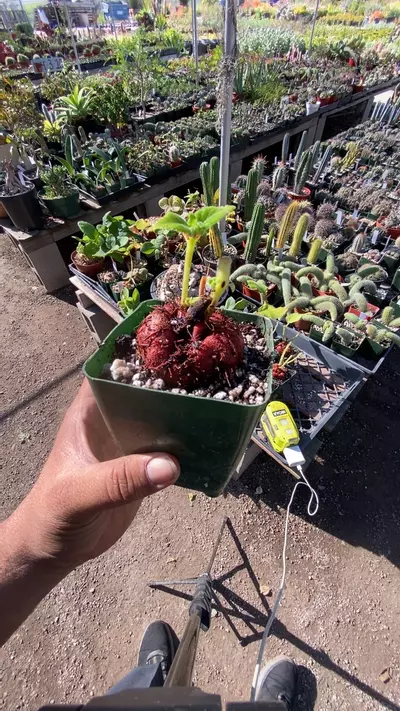 plant/sinningia magnificus-0-thumbnail