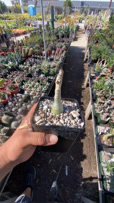 plant/CYPHOSTEMMA juttea-0-thumbnail