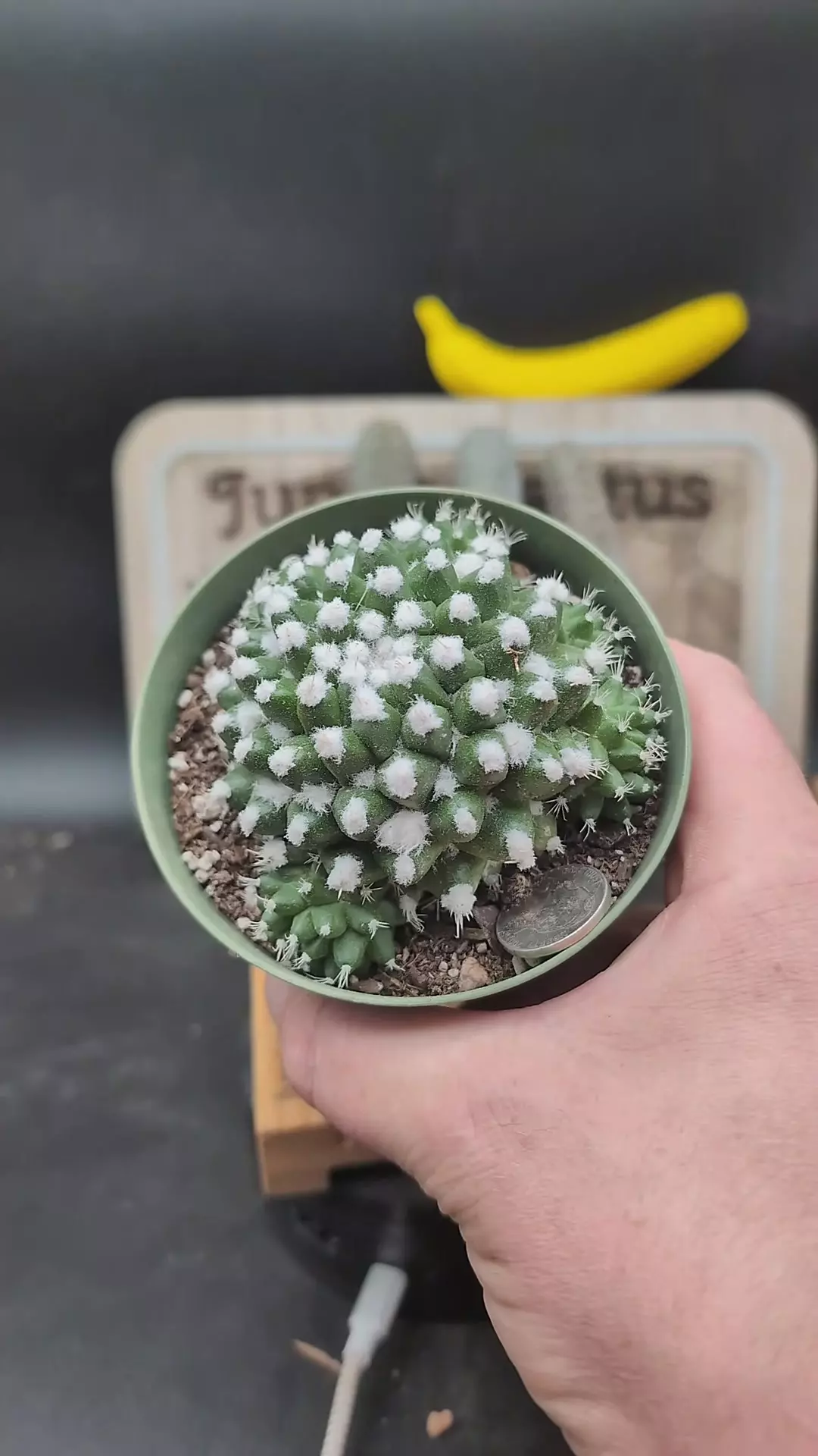 plant/n223 mammillaria erusamu 4" pot-0