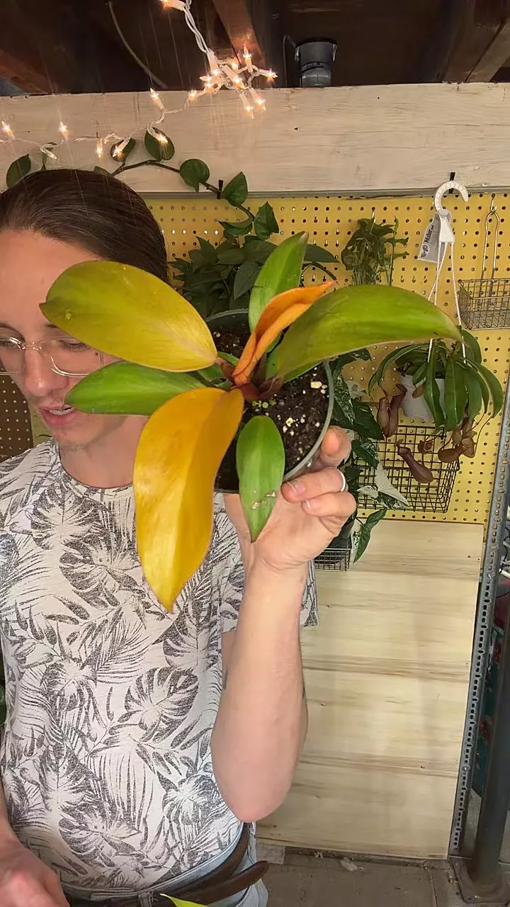 plant/4” PRINCE OF ORANGE-0