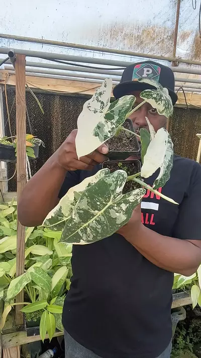 plant/alocasia frydek growers choice-0-thumbnail