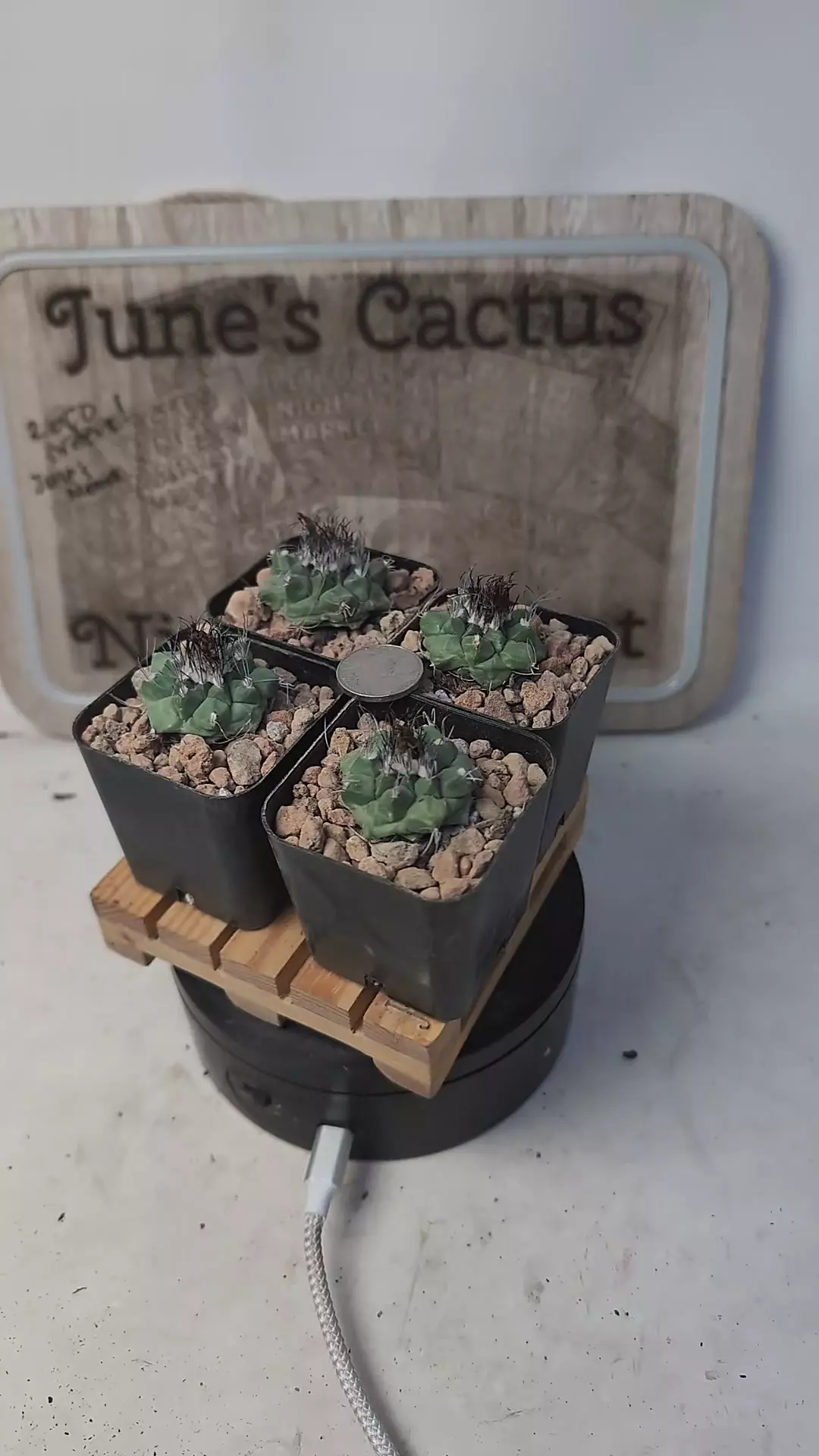 plant/l178 turbinicarpus swobodae, 2" pots, gc-0