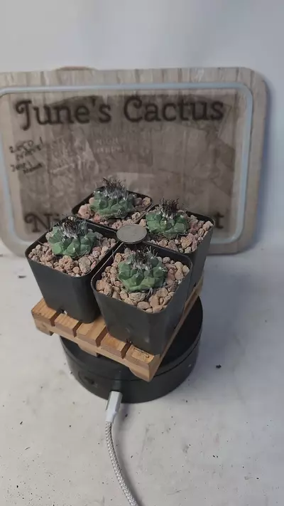 plant/l178 turbinicarpus swobodae, 2" pots, gc-0-thumbnail