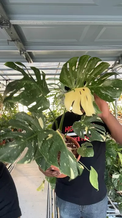 plant/monstera Thai con XL-0-thumbnail