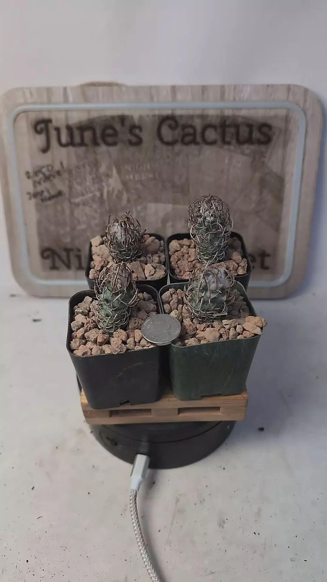 plant/l180 turbinicarpus flaviflorus, 2" pots gc-0