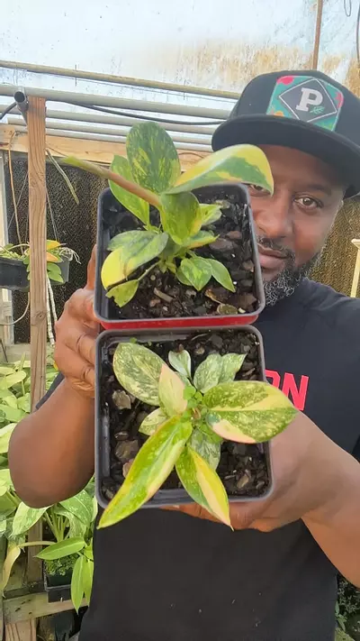 plant/philodendron Congo variegated GC-0-thumbnail