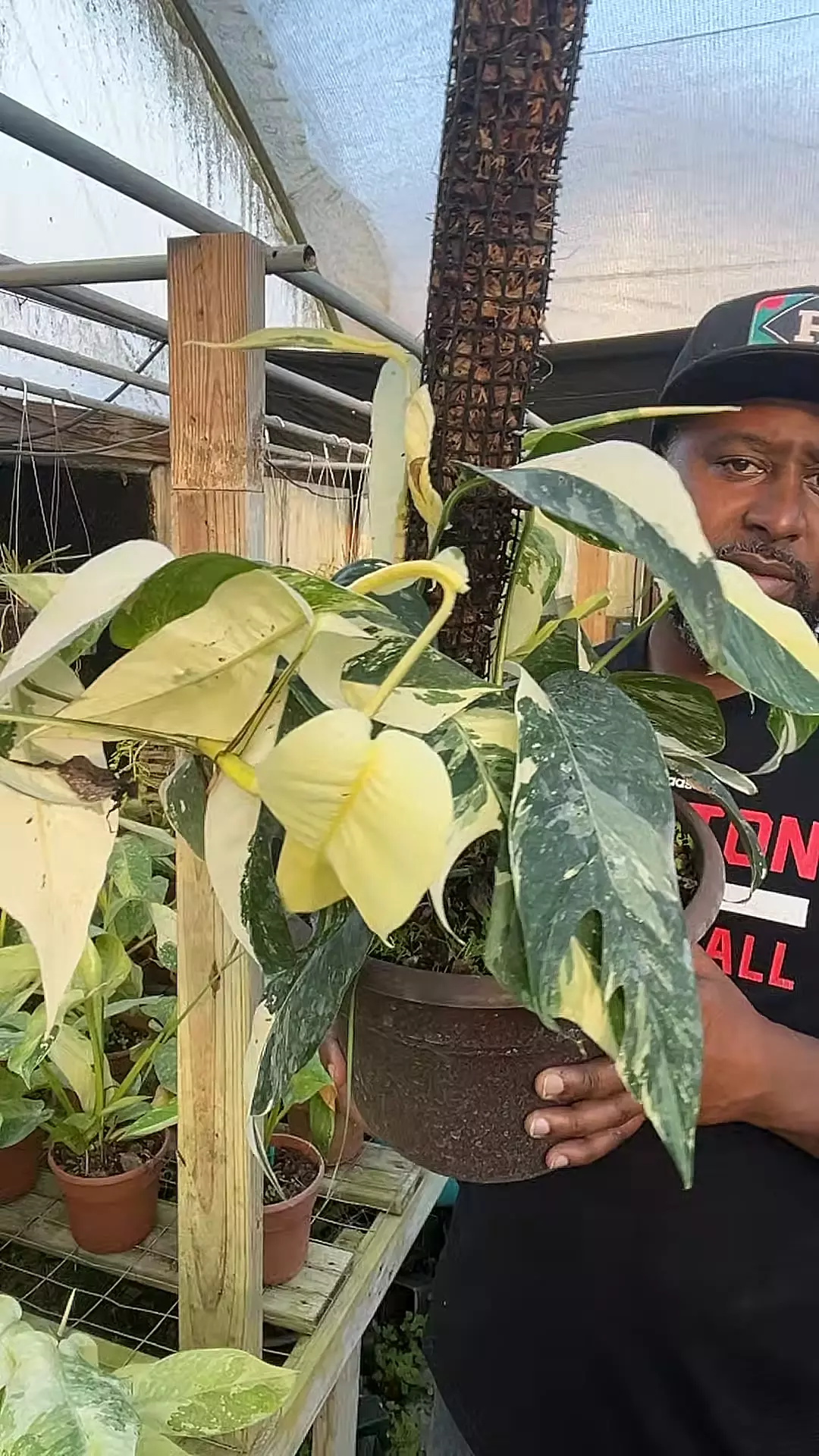 plant/multi plant Epipremnum albo mature-0