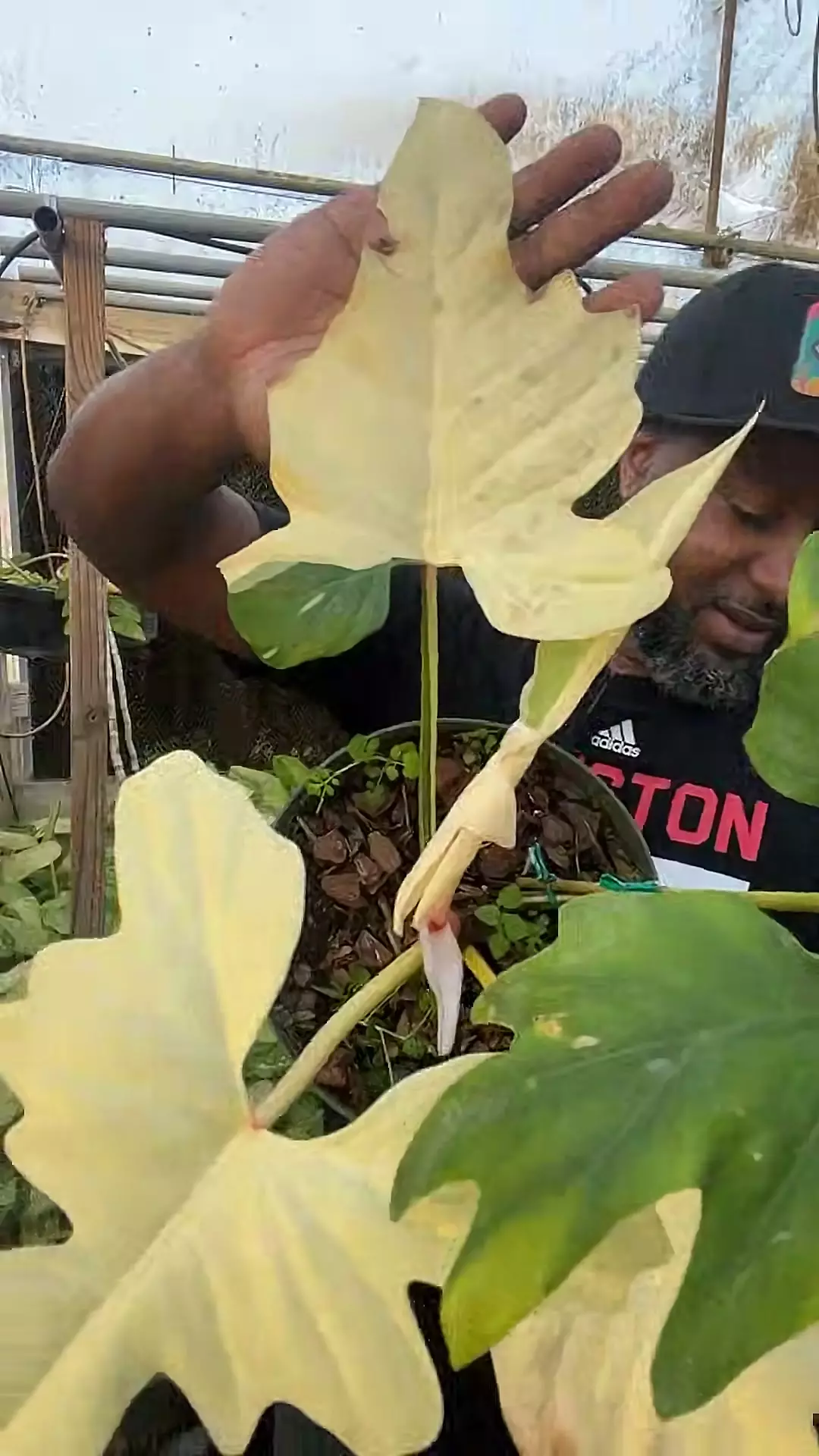 plant/philodendron Golden Dragon variegated-0