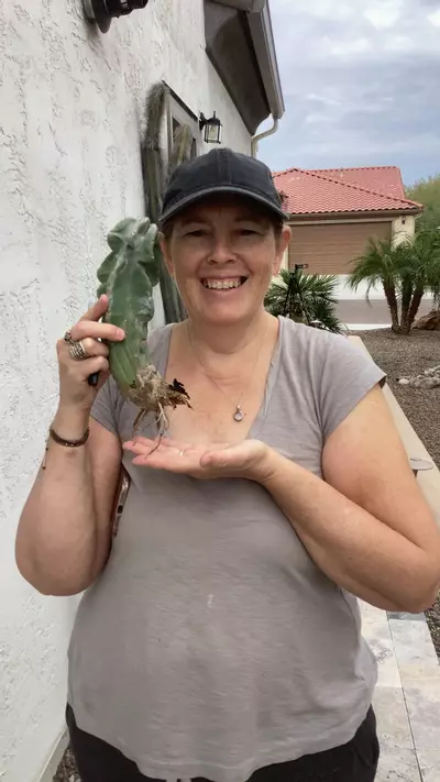 plant/baby obesa totem-0-thumbnail