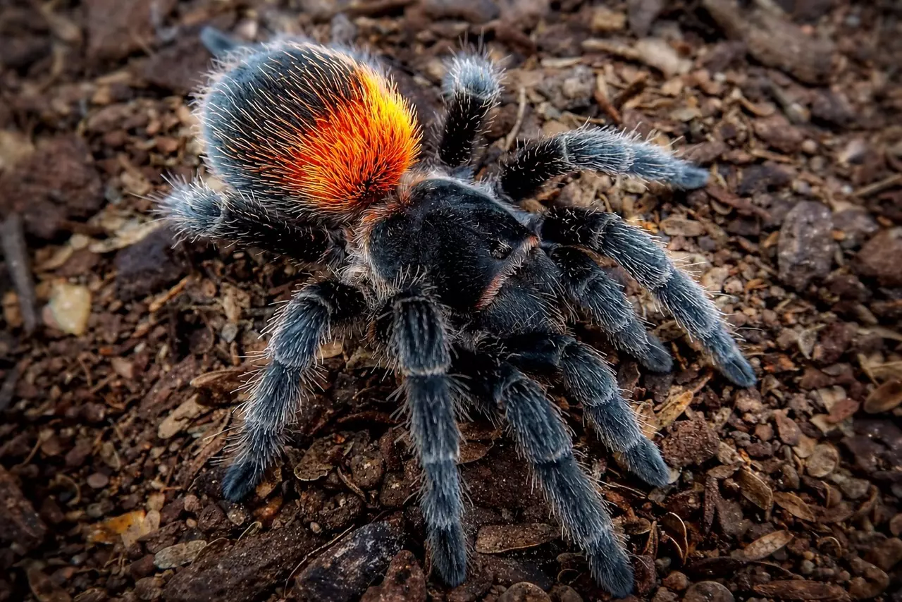 plant/Wheel - Chilensis 🍓-1