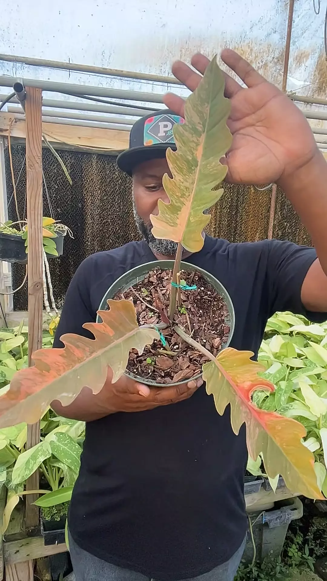 plant/caramel marble-0