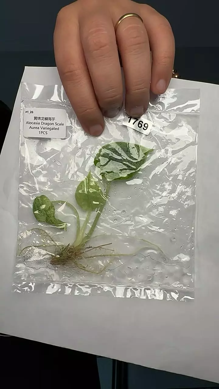plant/1769 Alocasia dragon scale aurea-0