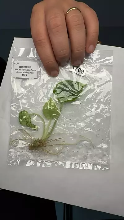 plant/1769 Alocasia dragon scale aurea-0-thumbnail
