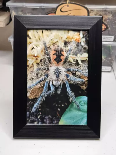 plant/MASCARAMAMI-0-thumbnail