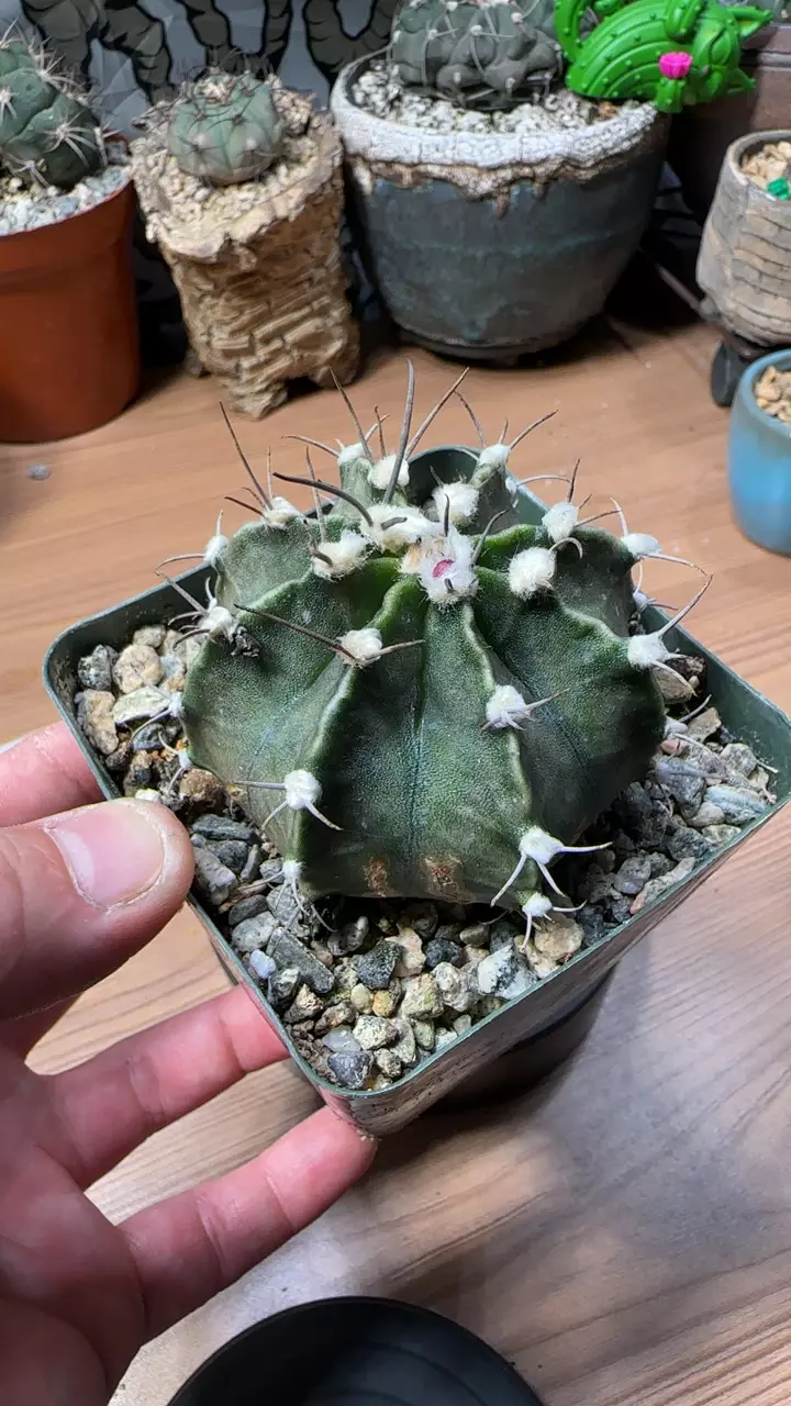 plant/Gymnocalycium mihanovichii-0