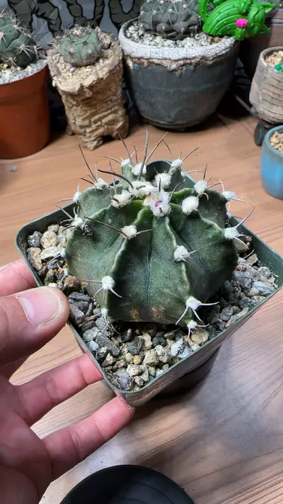 plant/Gymnocalycium mihanovichii-0-thumbnail