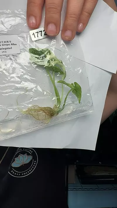 plant/1772 Alocasia simpo albo-0-thumbnail