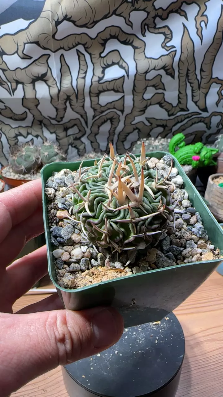 plant/stenocactus multicostatus-0