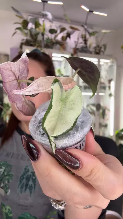 plant/#1610 PINK POLLY LAVA-0-thumbnail