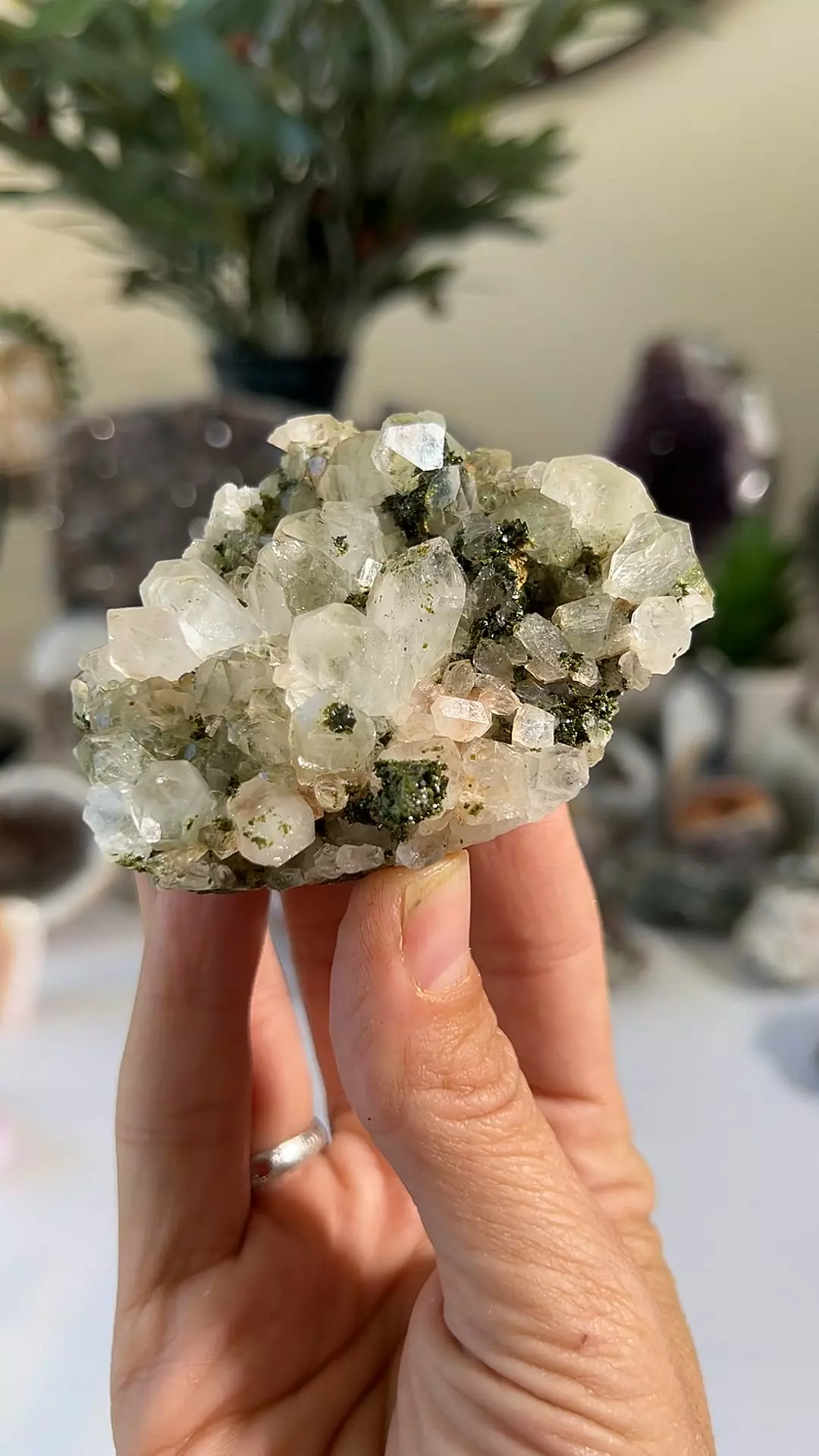 plant/TUCSON - Epidote & Quartz, Turkey-0