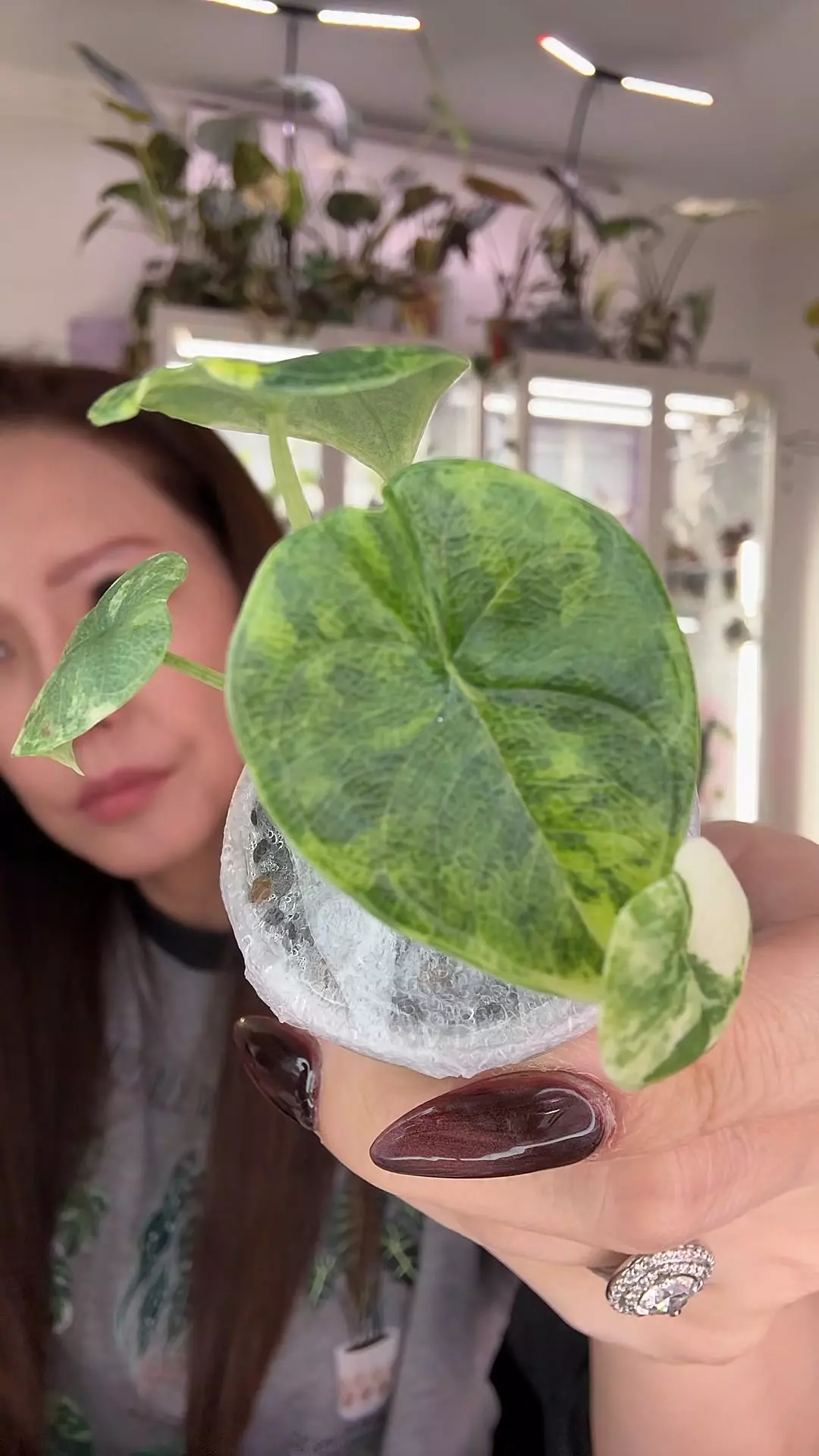 plant/#1602 GOLDEN MELO-0