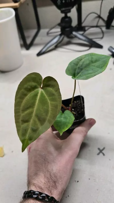 plant/1231 (Dressleri x BVEP) x Red Crystal-0-thumbnail