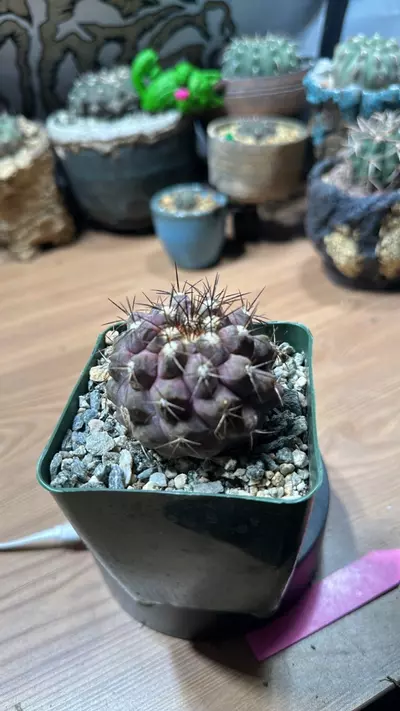 plant/copiapoa Esmeraldana-0-thumbnail