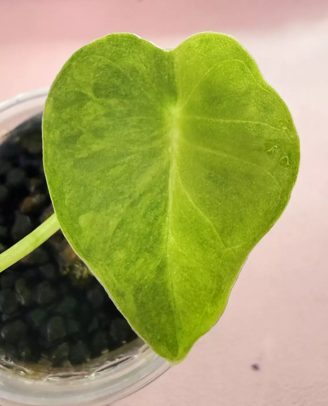 plant/#1577 London Eye PUP with additional GP-1