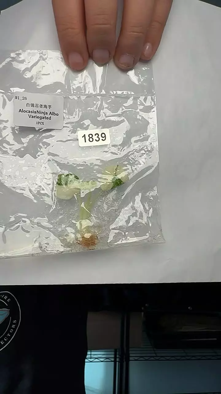 plant/Alocasia ninja albo 1839-0
