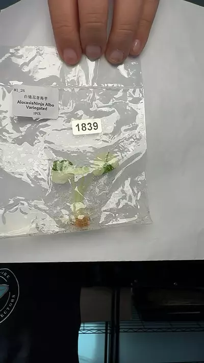 plant/Alocasia ninja albo 1839-0-thumbnail