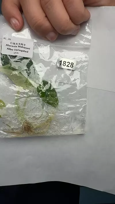 plant/Alocasia maharani variegated 1828-0-thumbnail