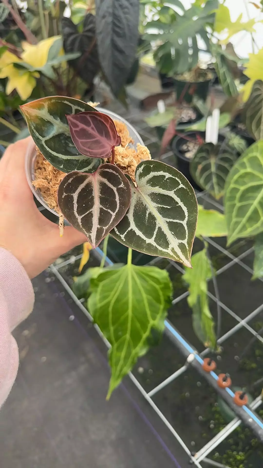 plant/KOS X RC Select-0