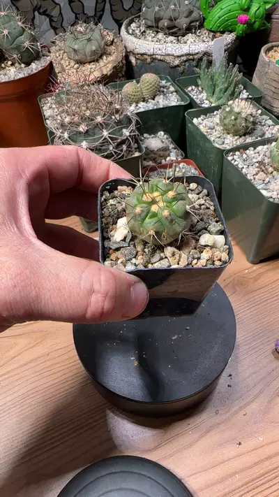 plant/copiapoa haseltoniana seedling-0-thumbnail