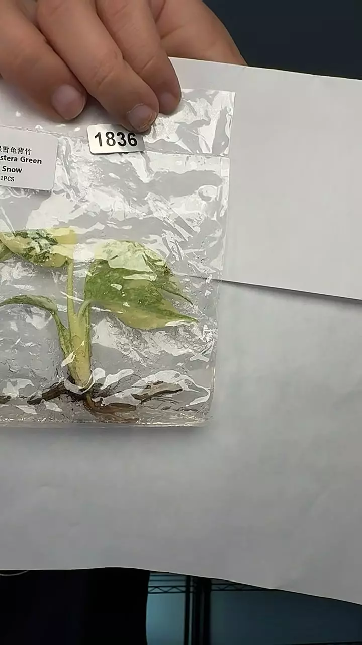 plant/1836 monstera green snow-0