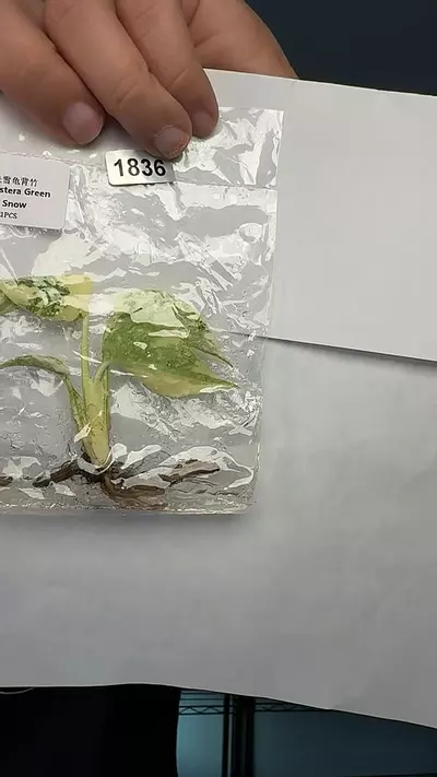 plant/1836 monstera green snow-0-thumbnail