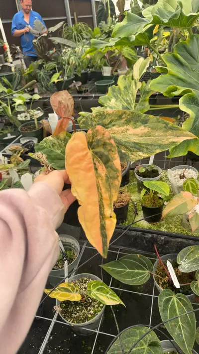 plant/pap x RVDP-0-thumbnail