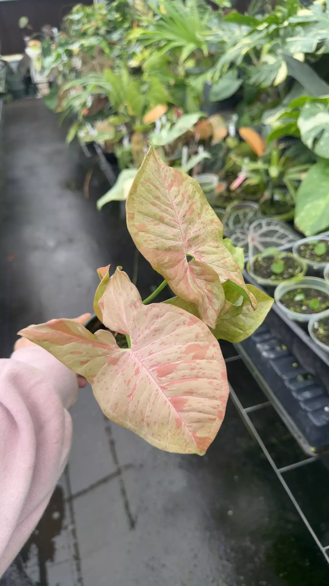 plant/Syngonium double pink-0