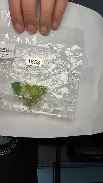 plant/1858 philodendron billitae variegated-0-thumbnail