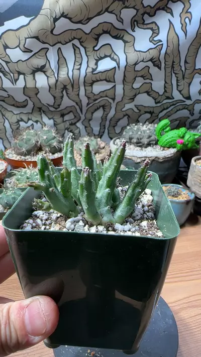 plant/stapelia scitula-0-thumbnail