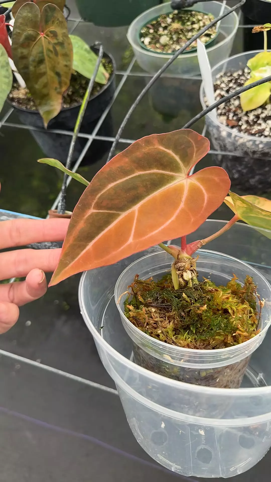 plant/Pap variegated x Carla-0