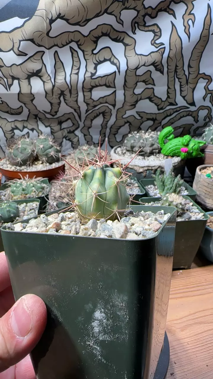 plant/Ferocactus grasilis variegated-0