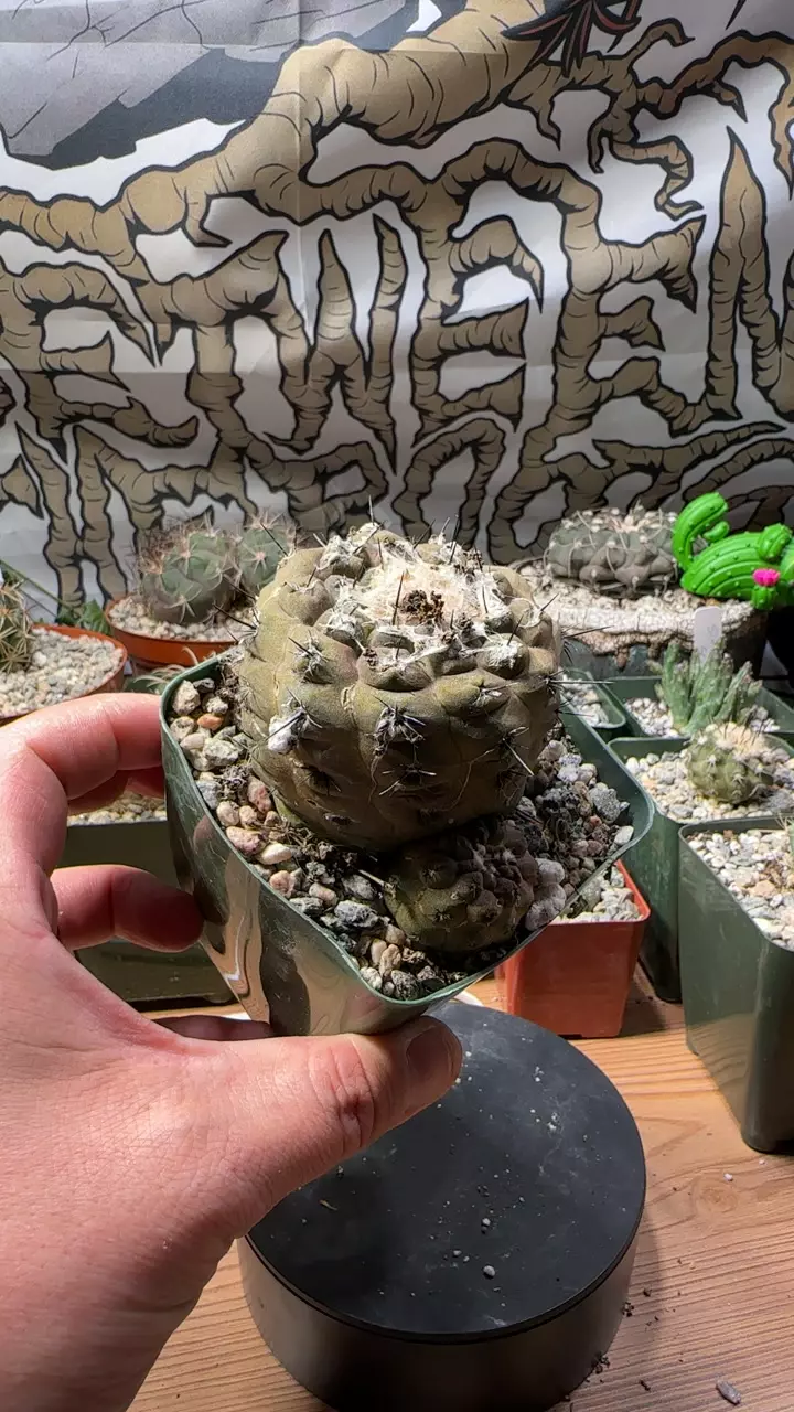plant/copiapoa hypogea big head mama-0