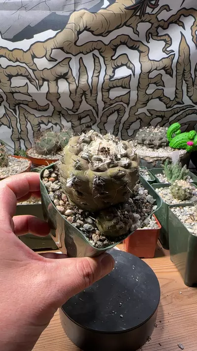 plant/copiapoa hypogea big head mama-0-thumbnail