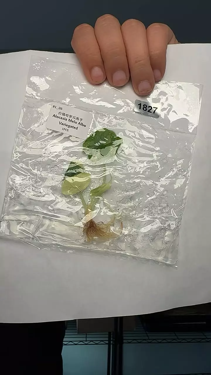 plant/1827 Alocasia Melo-0