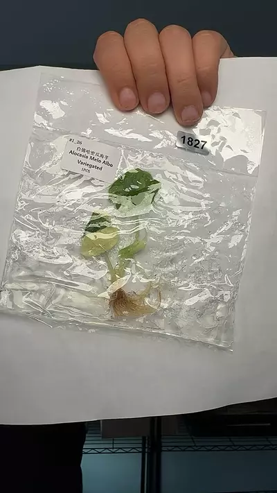 plant/1827 Alocasia Melo-0-thumbnail