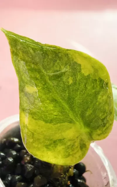 plant/#1577 London Eye PUP with additional GP-0-thumbnail