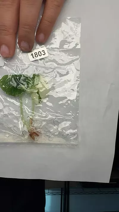 plant/1803 Alocasia Melo-0-thumbnail