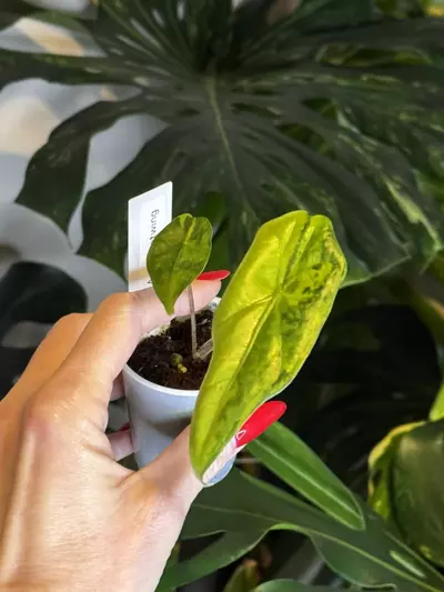 plant/Auera Batwing-0-thumbnail