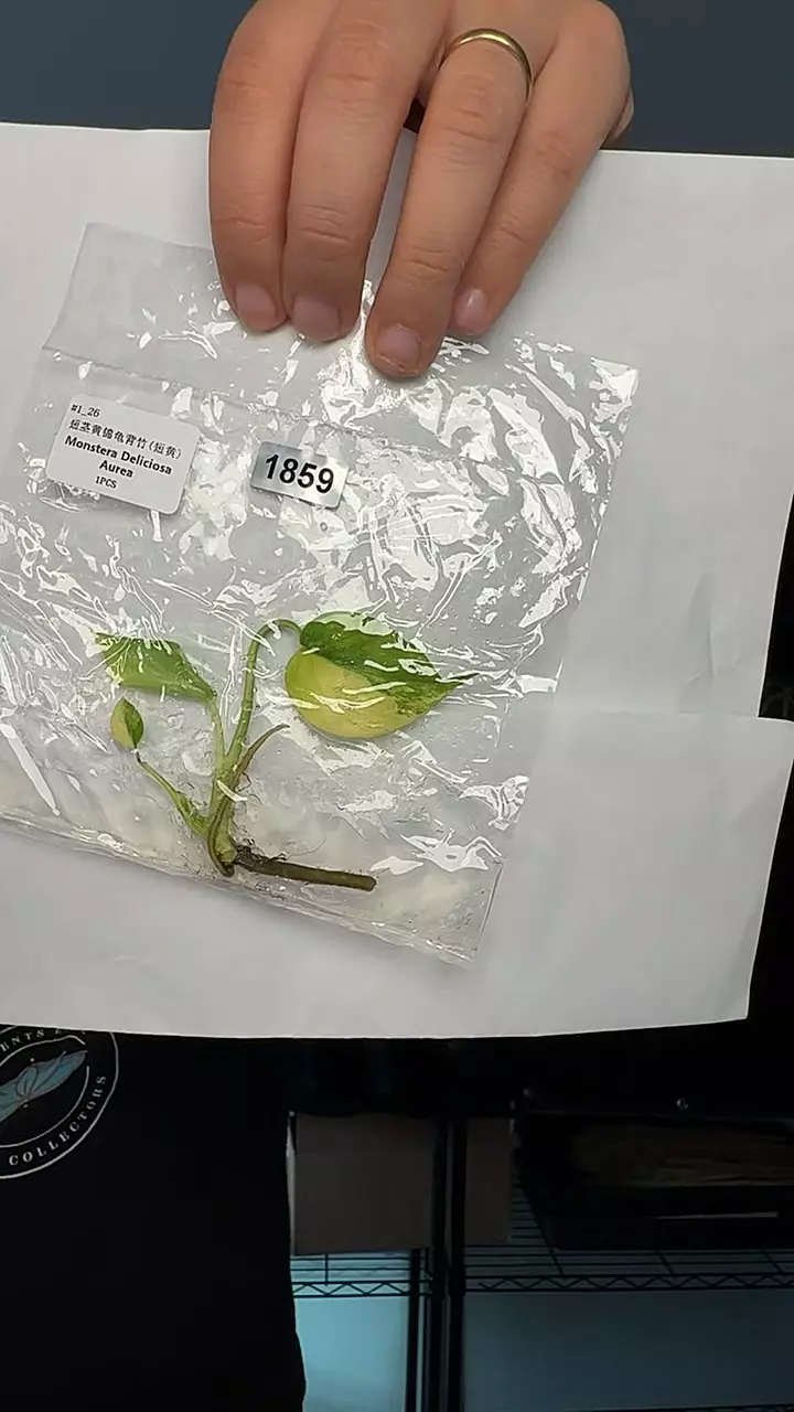 plant/1859 monstera aurea-0